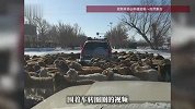 全网笑翻！新疆一路口羊群围着车转圈圈，车主老老实实不敢动，网友：游戏不结束不准走