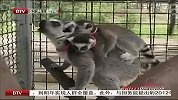 三胞胎环尾狐猴亮相平壤动物园
