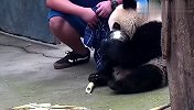 熊猫-我还没喝完呢，别想动我的奶盆！场面笑爆了