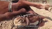 马界中的戏精，只要有人靠近，立马倒地装死！