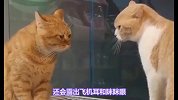 小猫咪受委屈之后，会怎么样表现出来呢？