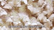 豆腐皮发霉了还能吃吗？怎么处理
