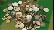 搞笑动物！超萌猫猫与汤盘
