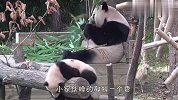 熊猫睡着觉从树上掉了下去，看到熊妈的举动，心疼崽崽一秒