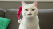 爆笑圣诞猫！真正的喵星人在此