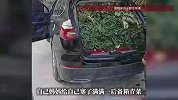 孩子在餐桌上多夹了一筷子青菜，临走时妈妈塞了满满一后备箱青菜，网友：可以去菜市场摆摊了