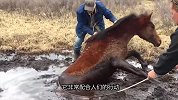 野马深陷沼泽多日，后半身被吸住无力动弹，多名老人奋力救援