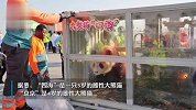 中东首对！两只中国大熊猫抵达卡塔尔首都多哈