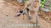 猴子妈妈家暴小幼崽，拽着尾巴一直拖着走，太残忍了