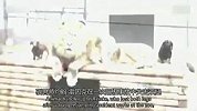 狮子居然和小狗玩亲亲