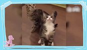 猫咪你是来搞笑的吗