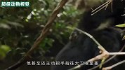 黑猩猩族群里，一只黑猩猩正在暴力夺权，连自己的盟友都揍