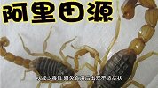 吃蝎子前的正确处理方法