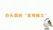 动物冷知识 白头翁的“金鸡独立”