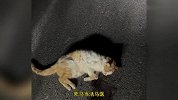 男孩猫毛严重过敏，仍哭着央求妈妈救重伤小猫,猫总比苹果重要吧