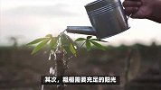 粗榧的养殖方法和注意事项