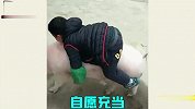 猪是一种神奇的动物，他们的迷惑行为，我看不懂