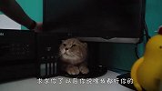 猫咪听到要去医院打针，下意识的举动太逗了，看完差点笑出眼泪