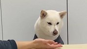 食物突然消失不见，柴犬会是啥反应？表情太逗了哈哈