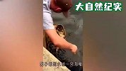 男子刚抱起乌龟，不料乌龟转头就是一口，让男子体会到“人间疾苦”