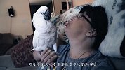 鹦鹉以为自己的鼻子被主人揪掉了，下一秒憋住别笑，太可爱了