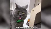 《长相奇特的猫咪》哪只更奇怪？