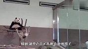 熊猫被雷吓醒，找饲养员求安慰，可怜的熊孩子