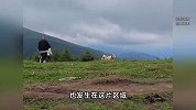 五台山牛群又围攻徒步者？狗惊扰小牛被母牛攻击，主人进牛群救狗