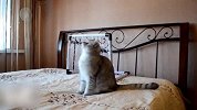 动物界不乏足球高手 猫咪天生门将巴西一狗成精了