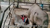 小象挖的坑被饲养员霸占，气得不仅使出无影脚，还出动了屁股蹲