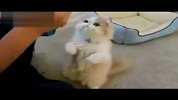 爆笑 喜欢站着吃饭的小猫