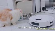 铲屎官买了个扫地机器人，喵星人看到后，反应笑喷了