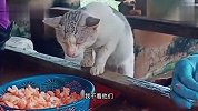 猫：只要我闭上眼睛，别人就看不见我偷吃，我太聪明了