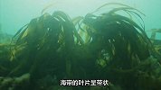 你真的了解海带吗？揭秘海带的生长环境！