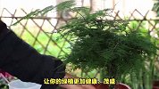 文竹的养殖和注意事项