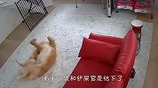 铲屎官把金毛关在家里，不放心打开监控一看，差点笑喷了