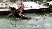 为了老虎加餐，将一只羊丢进虎园，第二天一看却是这番景象！