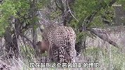 花豹成功干掉鬣狗！为报经常被蹭饭之仇，花豹将它剥皮抽筋