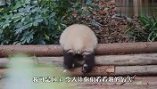 熊猫宝宝表演跨栏，过程看一次笑一次，结局太逗了哈哈
