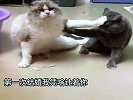 猫，床头吵架床尾和