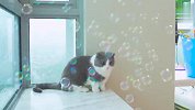 铲屎官把整个房间吹满泡泡，喵星人慌了，下一秒忍住别笑
