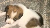 25岁男子骗领养小狗后虐待 男子父亲：谁领养了就是谁的