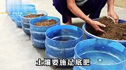 沉浸式种大白菜，在阳台种菜超解压超有趣，75天收获一大筐大白菜