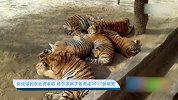 【宠物星球】胖成球的东北虎来啦 哈尔滨胖子老虎成2017新萌宠