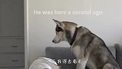 铲屎官突然消失不见，二货哈士奇会是什么反应？看完笑岔气了