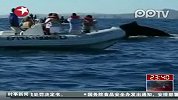 墨西哥：灰鲸大迁徙吸引大批游客