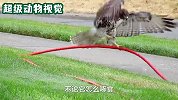 老鹰正在寻找食物，一只松鼠吸引了老鹰，最后成功捉拿松鼠