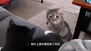 猫：这是咋的了，难道是最后一顿啦？