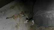 猫咪会武术谁也挡不住 碰到野狼入侵反手就是一耳光