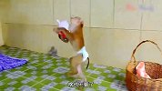猴妈妈抱着小猴讨吃的，帮助主人冲泡奶粉，真是聪明又可爱